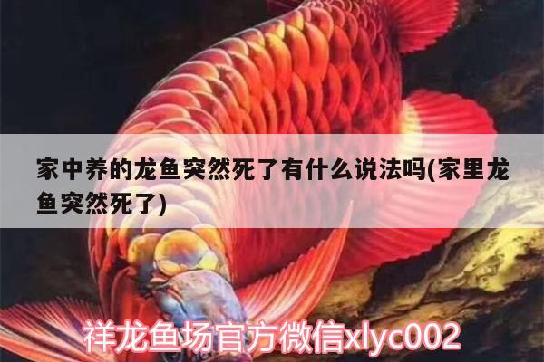 家中養(yǎng)的龍魚突然死了有什么說(shuō)法嗎(家里龍魚突然死了)