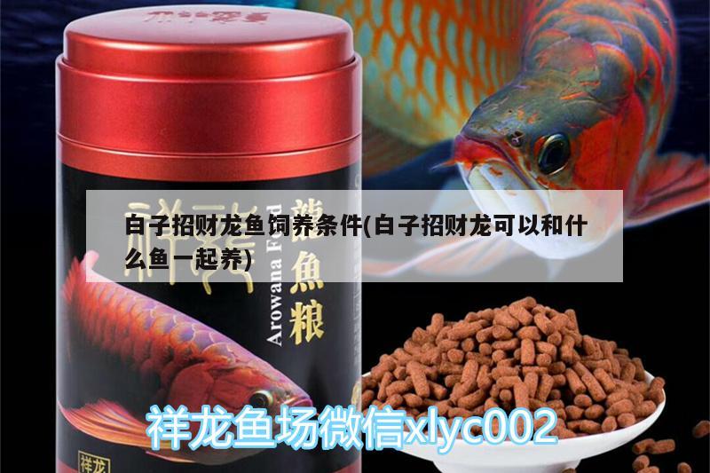 白子招財(cái)龍魚飼養(yǎng)條件(白子招財(cái)龍可以和什么魚一起養(yǎng))