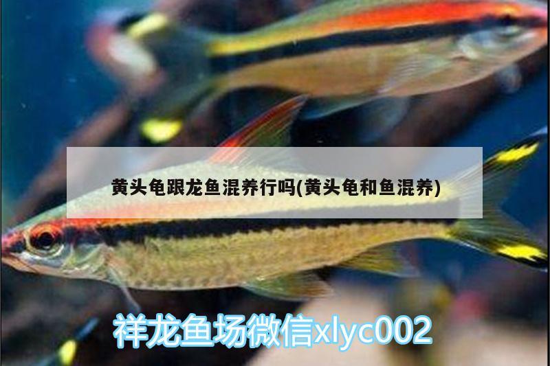 黃頭龜跟龍魚混養(yǎng)行嗎(黃頭龜和魚混養(yǎng)) 烏龜