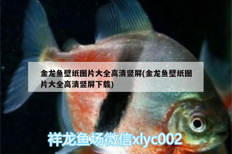 金龍魚壁紙圖片大全高清豎屏(金龍魚壁紙圖片大全高清豎屏下載) 稀有金龍魚