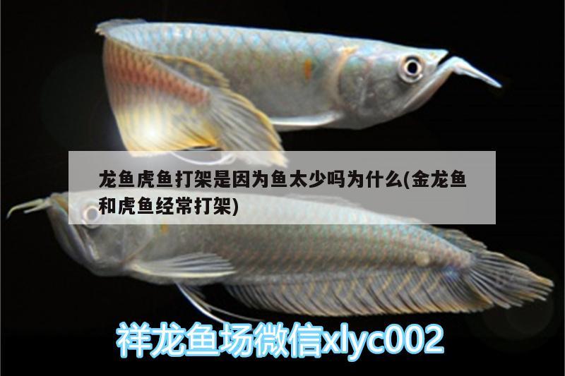 龍魚虎魚打架是因?yàn)轸~太少嗎為什么(金龍魚和虎魚經(jīng)常打架)