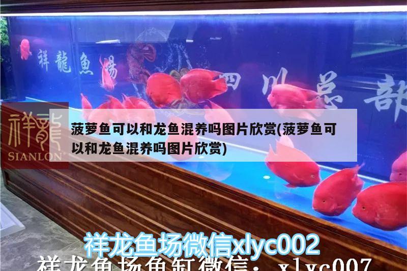 菠蘿魚(yú)可以和龍魚(yú)混養(yǎng)嗎圖片欣賞(菠蘿魚(yú)可以和龍魚(yú)混養(yǎng)嗎圖片欣賞) 圖騰金龍魚(yú)