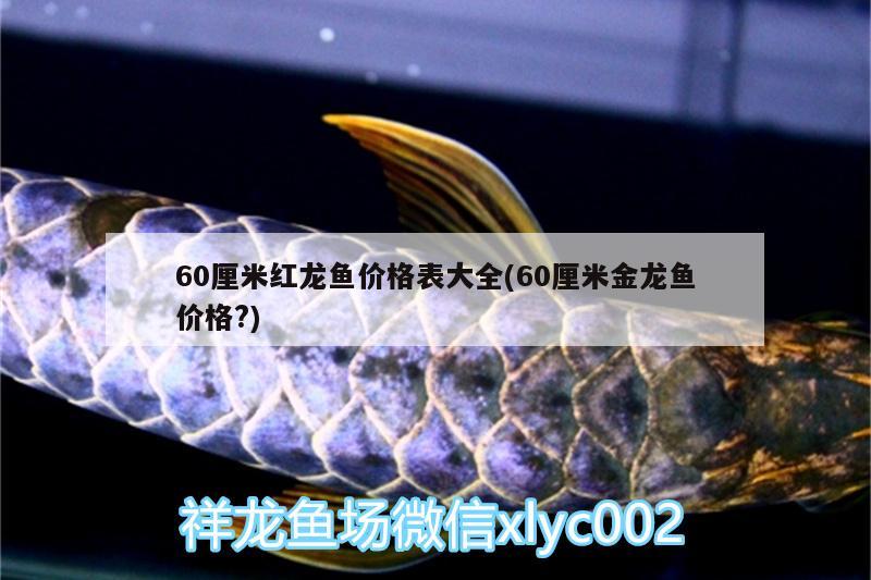 60厘米紅龍魚價格表大全(60厘米金龍魚價格?)