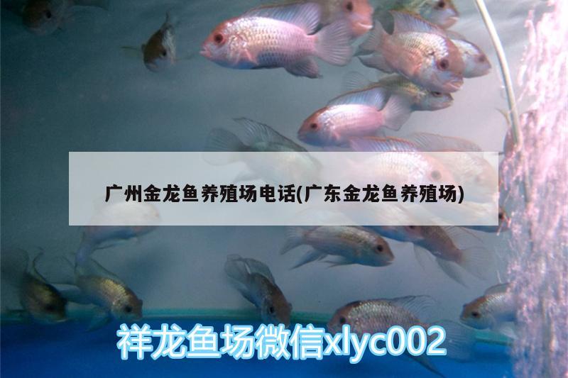 廣州金龍魚養(yǎng)殖場電話(廣東金龍魚養(yǎng)殖場) 三間鼠魚