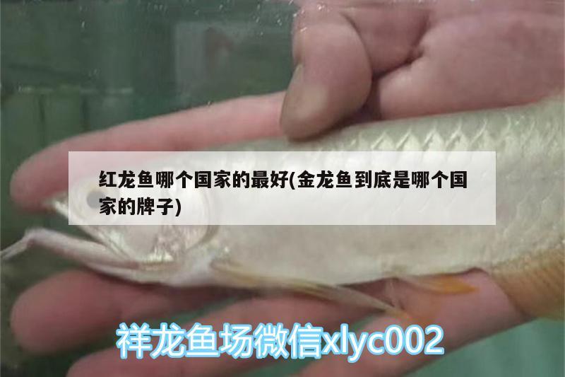 紅龍魚哪個國家的最好(金龍魚到底是哪個國家的牌子)