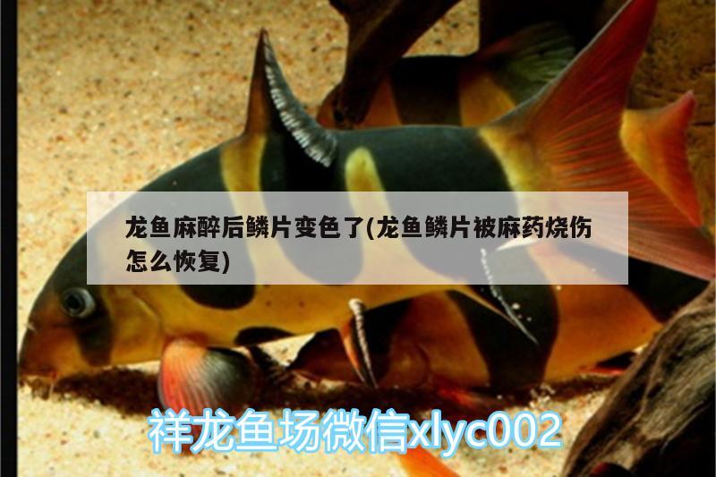 龍魚(yú)麻醉后鱗片變色了(龍魚(yú)鱗片被麻藥燒傷怎么恢復(fù))