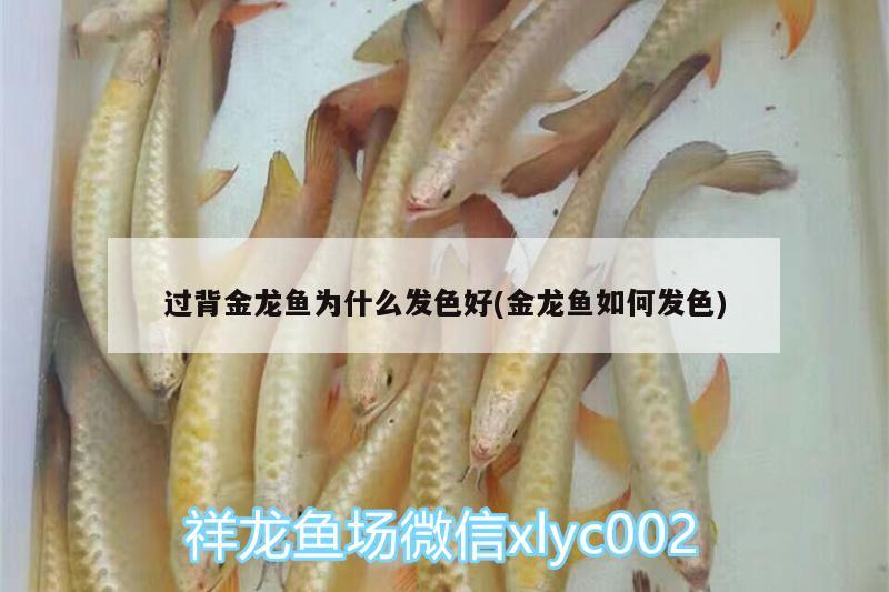 過背金龍魚為什么發(fā)色好(金龍魚如何發(fā)色)