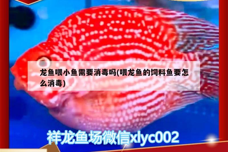 龍魚喂小魚需要消毒嗎(喂龍魚的飼料魚要怎么消毒)