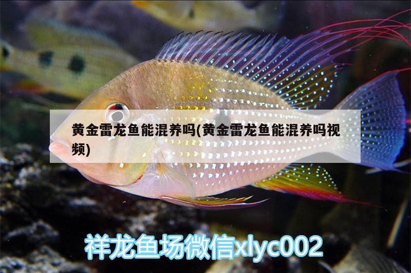 黃金雷龍魚能混養(yǎng)嗎(黃金雷龍魚能混養(yǎng)嗎視頻) 羅漢魚