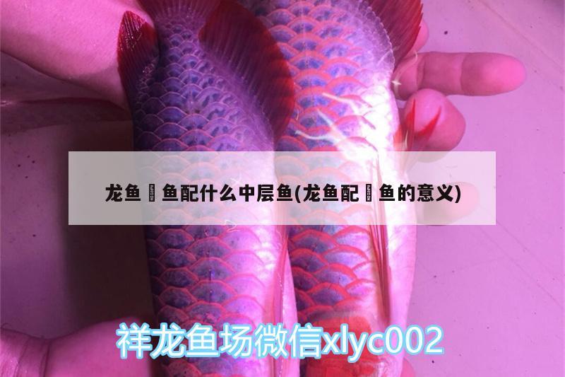 龍魚魟魚配什么中層魚(龍魚配魟魚的意義) 大白鯊魚苗