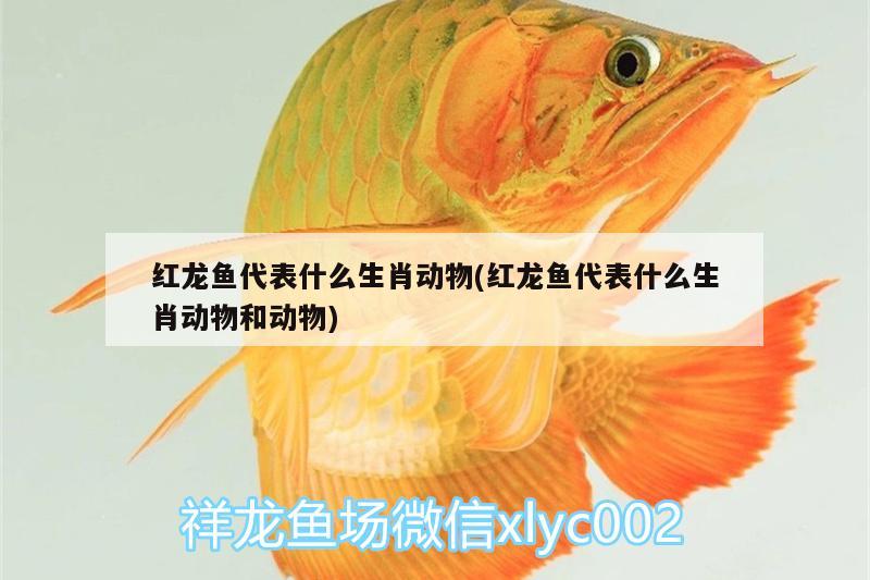 紅龍魚代表什么生肖動物(紅龍魚代表什么生肖動物和動物)