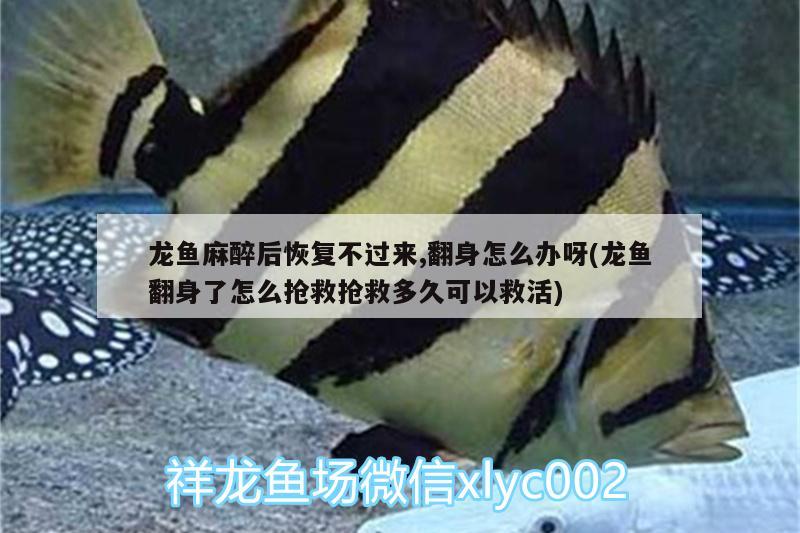 龍魚麻醉后恢復(fù)不過來,翻身怎么辦呀(龍魚翻身了怎么搶救搶救多久可以救活)