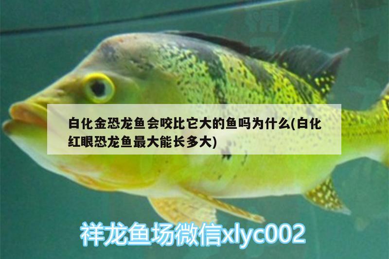 白化金恐龍魚會咬比它大的魚嗎為什么(白化紅眼恐龍魚最大能長多大) 奈及利亞紅圓點狗頭