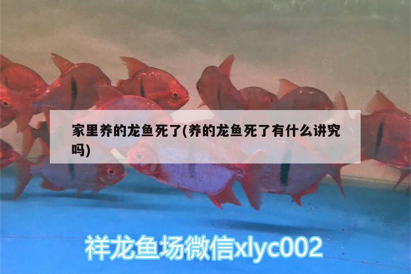 家里養(yǎng)的龍魚死了(養(yǎng)的龍魚死了有什么講究嗎) 魚缸/水族箱