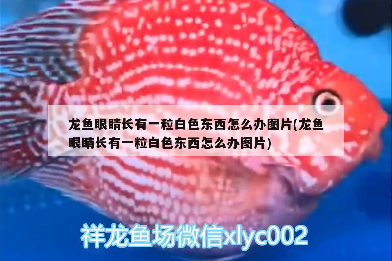 龍魚眼睛長(zhǎng)有一粒白色東西怎么辦圖片(龍魚眼睛長(zhǎng)有一粒白色東西怎么辦圖片) 印尼小紅龍