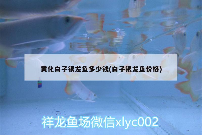 長春市二道區(qū)子由蟲趣鮮花店 全國水族館企業(yè)名錄 第1張