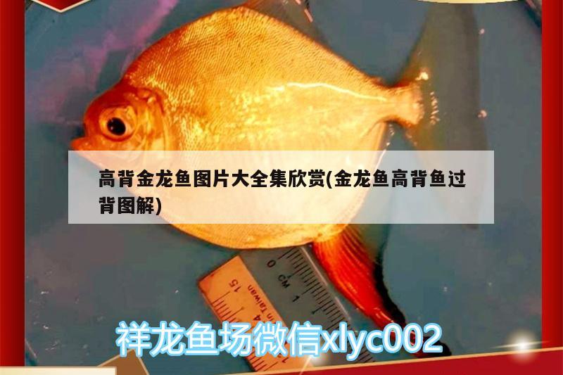 招財(cái)貓魚圖片（招財(cái)貓魚圖片大全）