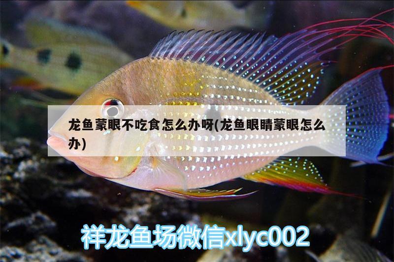 龍魚蒙眼不吃食怎么辦呀(龍魚眼睛蒙眼怎么辦) 元寶鳳凰魚