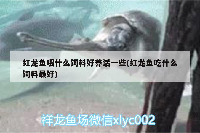 魚缸形狀風水要注意些什么，圓形魚缸養(yǎng)魚，與方形魚缸哪個養(yǎng)魚好