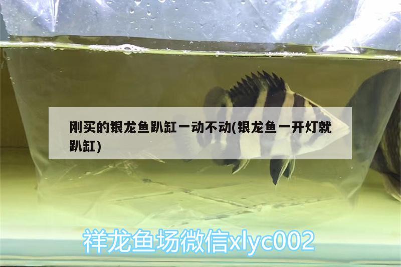 剛買的銀龍魚趴缸一動(dòng)不動(dòng)(銀龍魚一開燈就趴缸) 銀龍魚