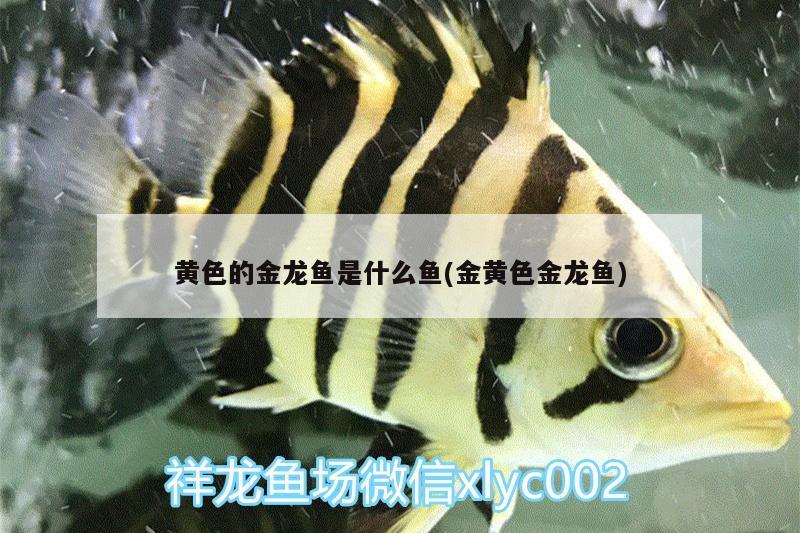 黃色的金龍魚是什么魚(金黃色金龍魚)