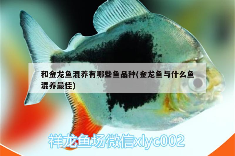 和金龍魚混養(yǎng)有哪些魚品種(金龍魚與什么魚混養(yǎng)最佳) 紅勾銀版魚