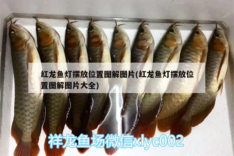 紅龍魚燈擺放位置圖解圖片(紅龍魚燈擺放位置圖解圖片大全)