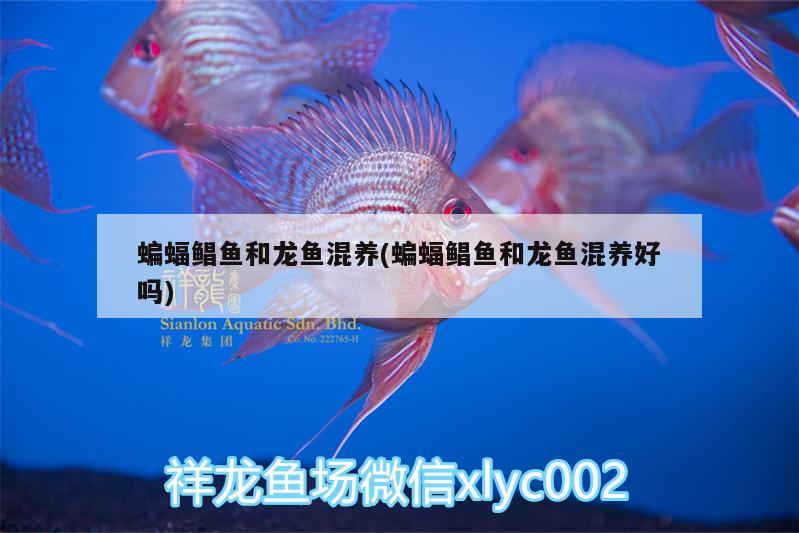 魚缸造景石頭和沙子圖（魚缸造景石頭和沙子圖片區(qū)別）