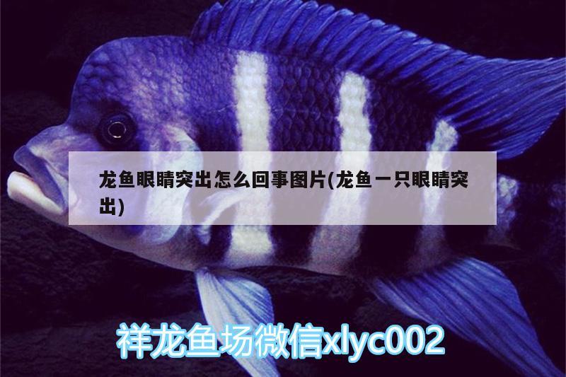 龍魚眼睛突出怎么回事圖片(龍魚一只眼睛突出)