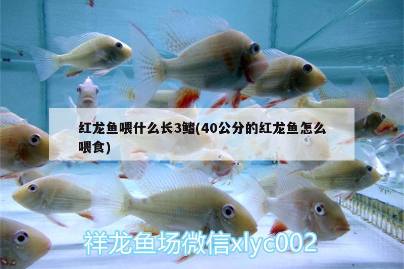 紅龍魚喂什么長3鰭(40公分的紅龍魚怎么喂食)