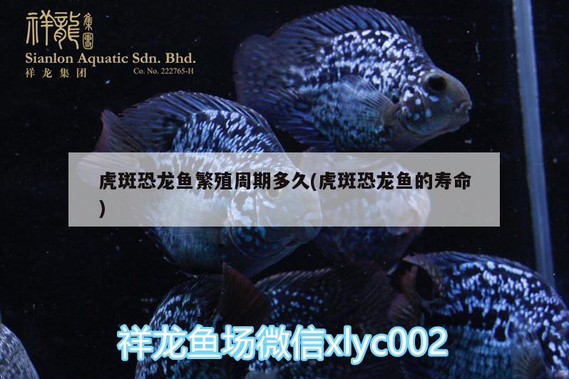 虎斑恐龍魚(yú)繁殖周期多久(虎斑恐龍魚(yú)的壽命) 虎斑恐龍魚(yú)