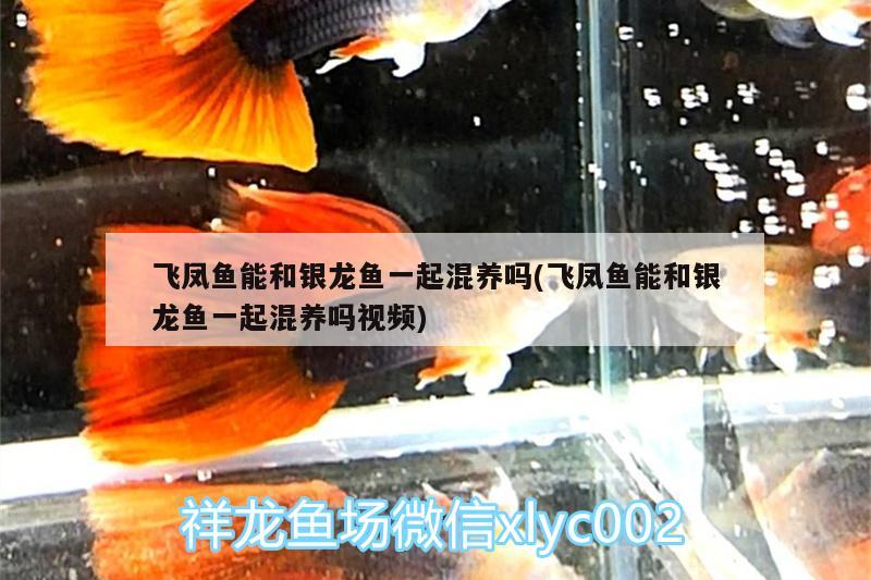 飛鳳魚能和銀龍魚一起混養(yǎng)嗎(飛鳳魚能和銀龍魚一起混養(yǎng)嗎視頻)