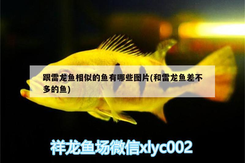 跟雷龍魚(yú)相似的魚(yú)有哪些圖片(和雷龍魚(yú)差不多的魚(yú)) 白子銀版魚(yú)苗