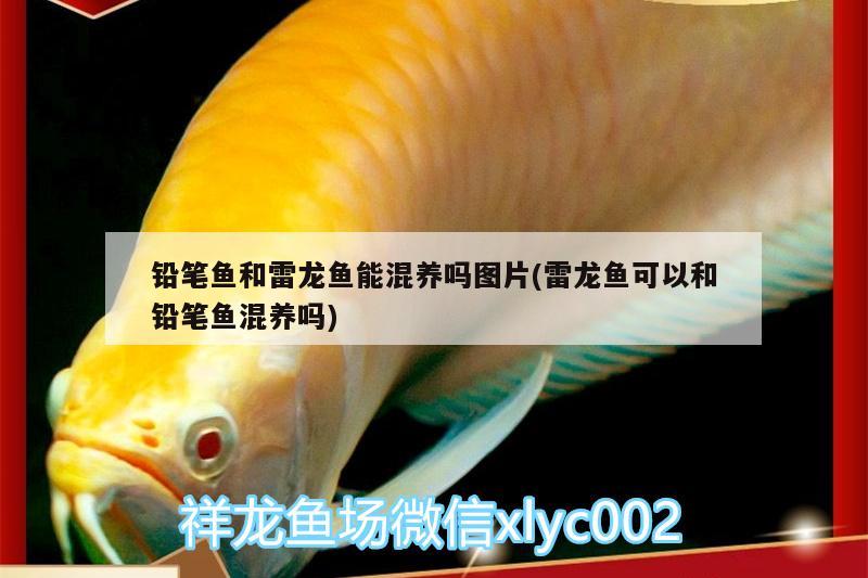 鉛筆魚和雷龍魚能混養(yǎng)嗎圖片(雷龍魚可以和鉛筆魚混養(yǎng)嗎) 祥龍魚場