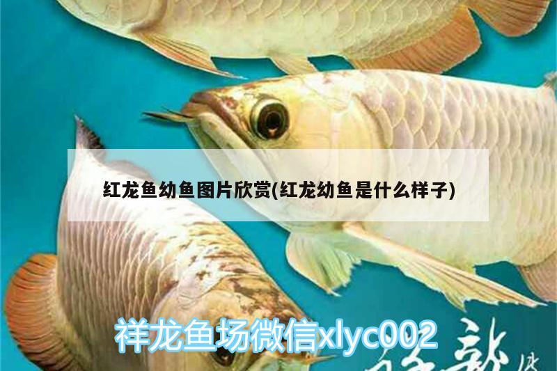 紅龍魚幼魚圖片欣賞(紅龍幼魚是什么樣子)