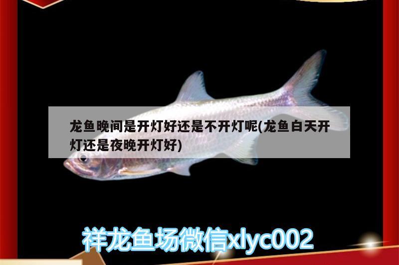 龍魚晚間是開燈好還是不開燈呢(龍魚白天開燈還是夜晚開燈好) 廣州水族批發(fā)市場