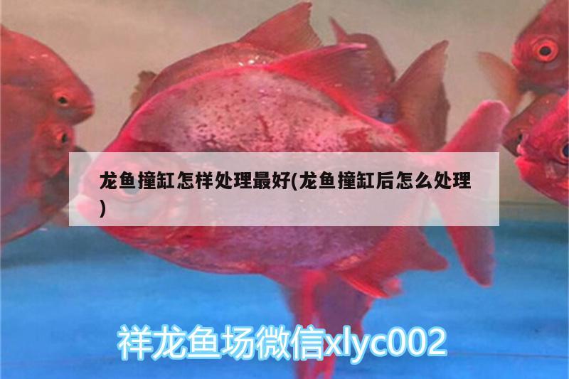 龍魚撞缸怎樣處理最好(龍魚撞缸后怎么處理) 大白鯊魚苗