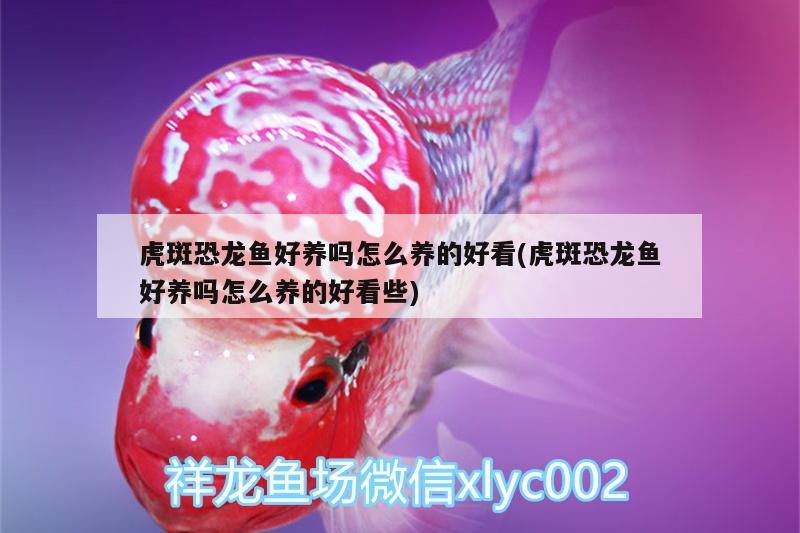 虎斑恐龍魚好養(yǎng)嗎怎么養(yǎng)的好看(虎斑恐龍魚好養(yǎng)嗎怎么養(yǎng)的好看些)