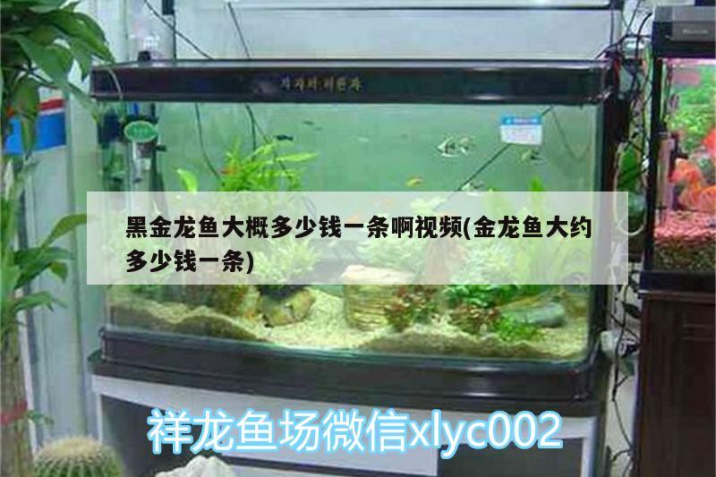 黑金龍魚大概多少錢一條啊視頻(金龍魚大約多少錢一條) 龍魚專用燈