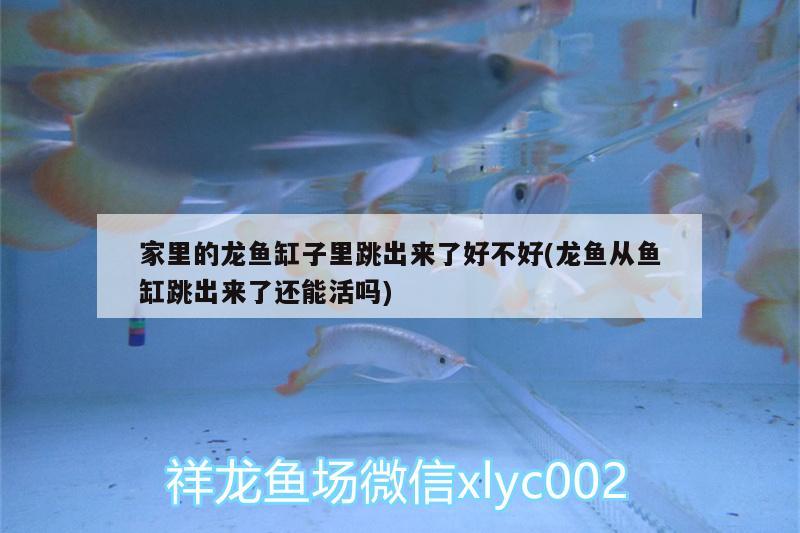 家里的龍魚缸子里跳出來了好不好(龍魚從魚缸跳出來了還能活嗎) 廣州水族批發(fā)市場(chǎng)