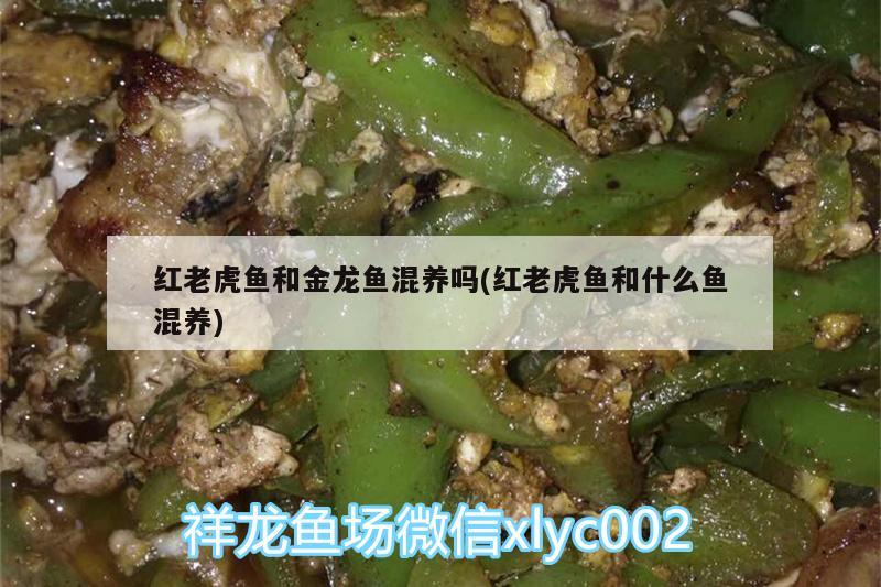 魚缸茶葉消毒(魚缸茶葉消毒用什么)