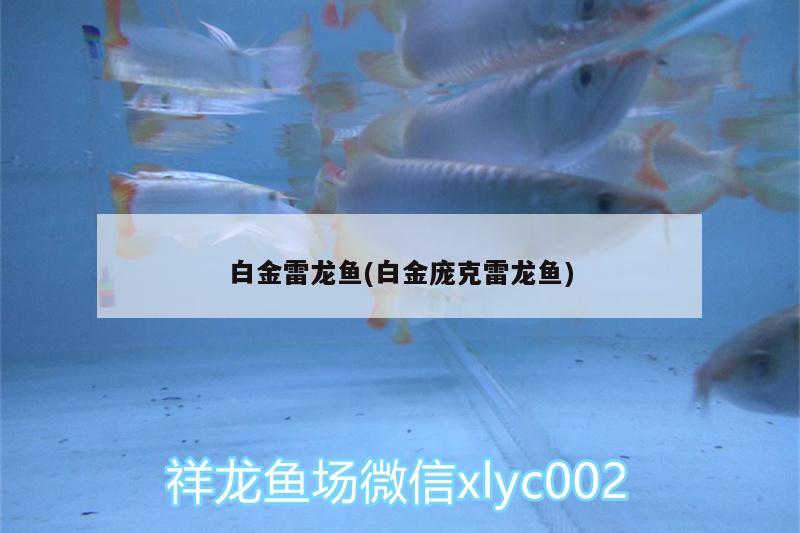 白金雷龍魚(白金龐克雷龍魚) 狗仔招財貓魚