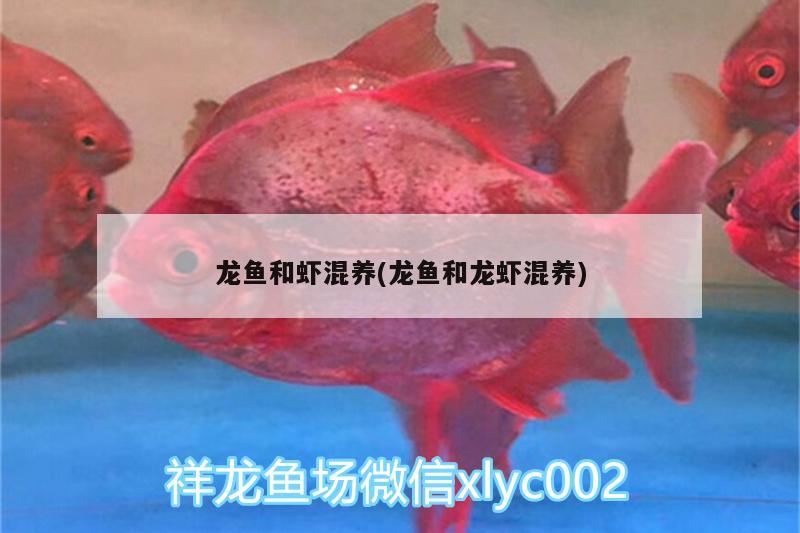 龍魚和蝦混養(yǎng)(龍魚和龍蝦混養(yǎng)) 戰(zhàn)車紅龍魚