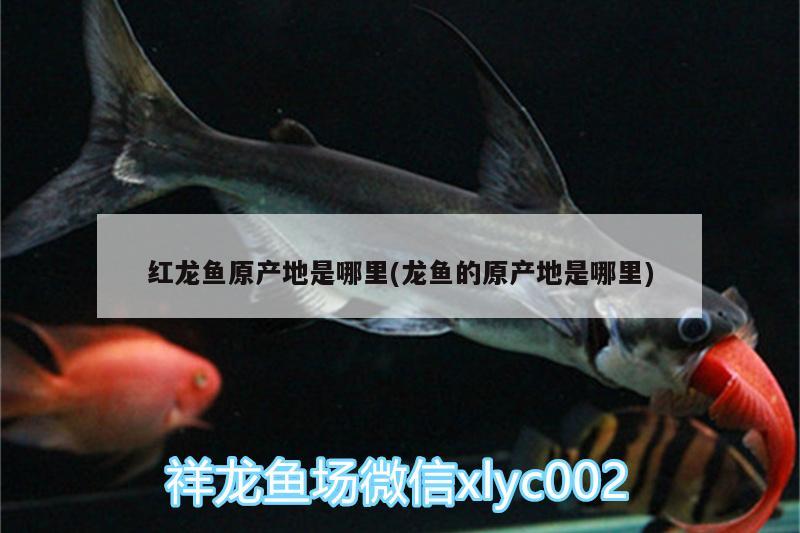 紅龍魚原產(chǎn)地是哪里(龍魚的原產(chǎn)地是哪里)