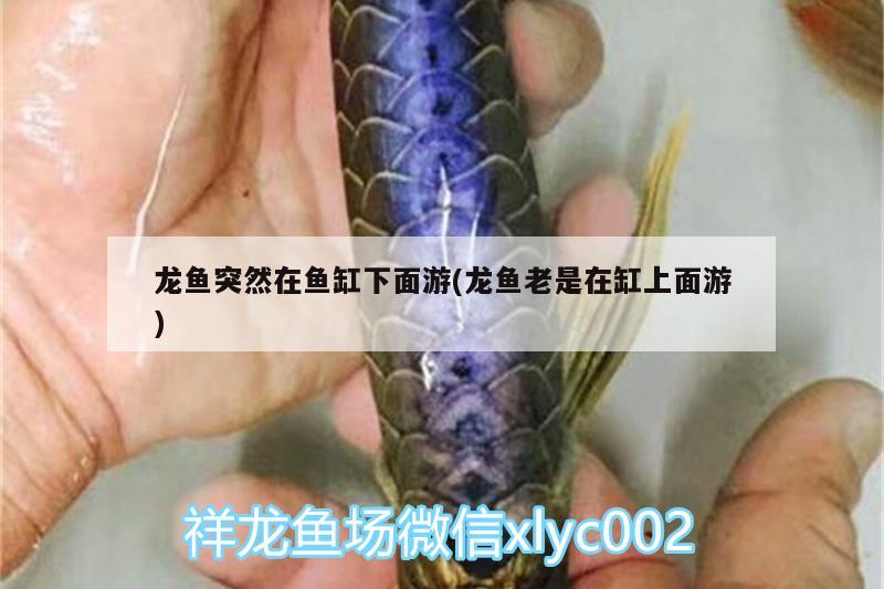 一米二的魚缸能放多少水（一米二的魚缸能放多少水?。? title=