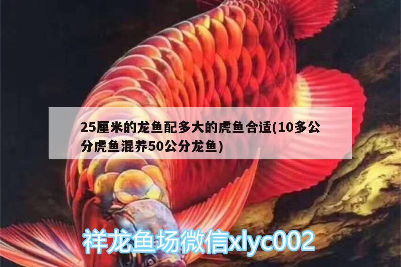 25厘米的龍魚配多大的虎魚合適(10多公分虎魚混養(yǎng)50公分龍魚)