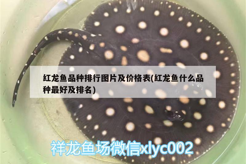 魚缸潛水泵品牌十大排名圖片及價(jià)格(魚缸潛水泵品牌十大排名圖片及價(jià)格大全) 麥肯斯銀版魚 第2張