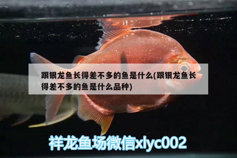 魚(yú)缸養(yǎng)清潔工好不好（養(yǎng)清道夫什么心態(tài)） 魚(yú)缸/水族箱 第2張