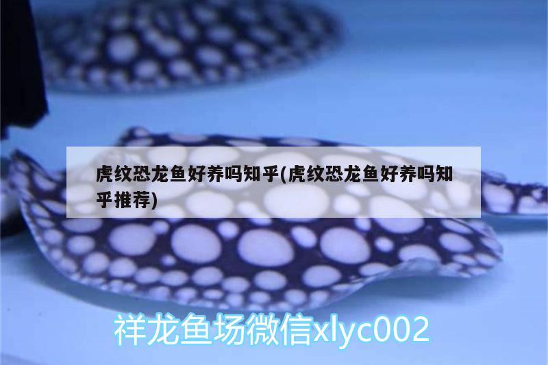 虎紋恐龍魚好養(yǎng)嗎知乎(虎紋恐龍魚好養(yǎng)嗎知乎推薦) 龍魚百科