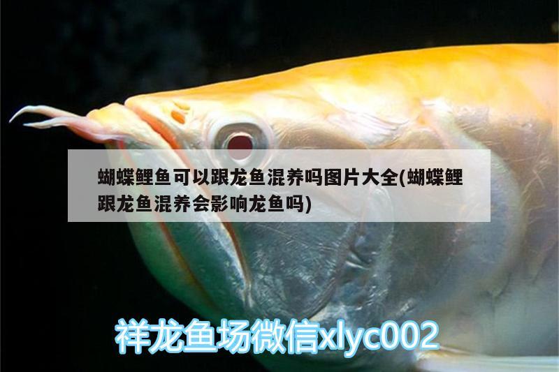 魚缸玻璃加熱棒和白鋼加熱棒哪個好些：大理石魚缸底柜能做嗎 養(yǎng)魚的好處 第2張